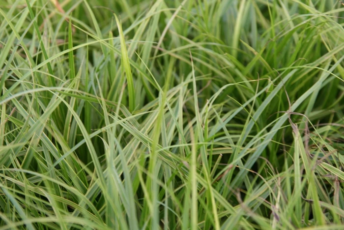 Carex muskingumensis image