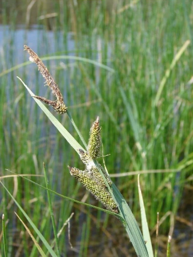 Carex nebraskensis image