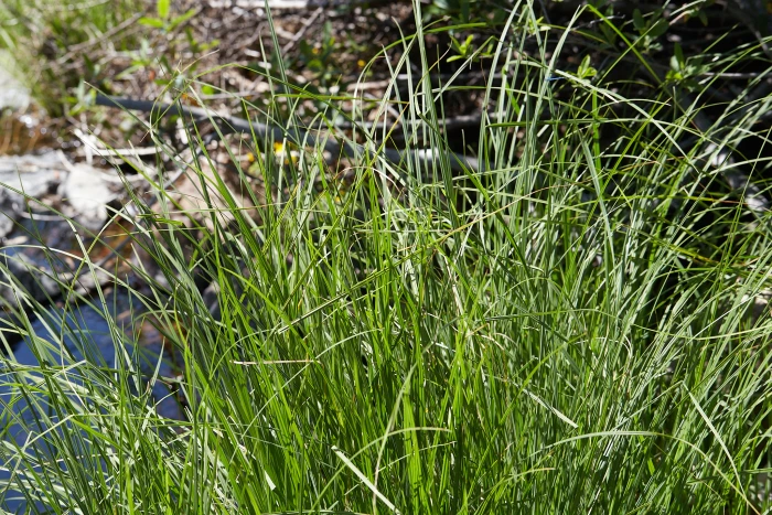 Carex nudata image