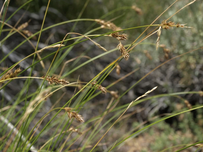 Carex occidentalis image