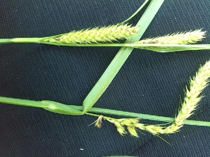 Carex paniculata image