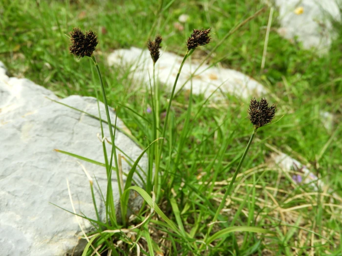 Carex parviflora image