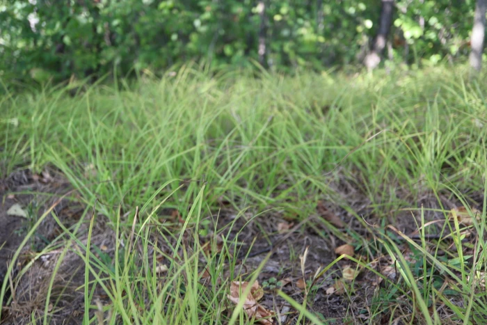 Carex pensylvanica image