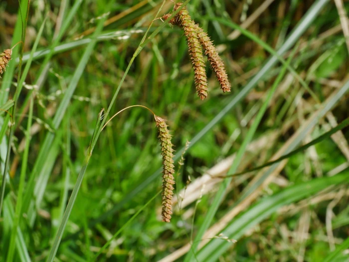 Carex phacota image