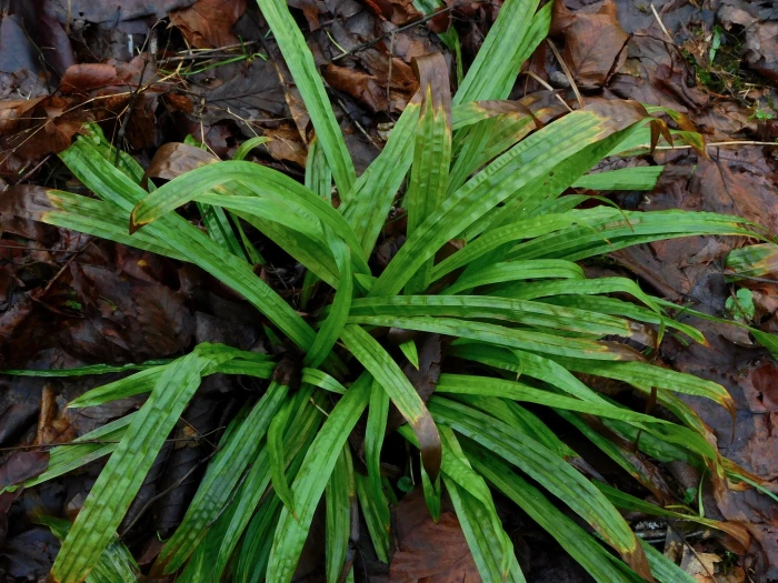 Carex plantaginea image