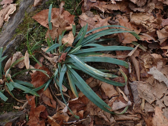 Carex platyphylla image