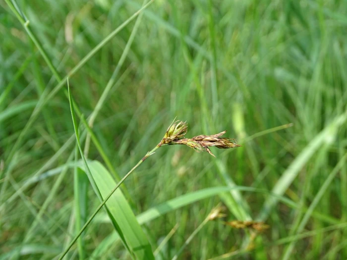 Carex praecox image