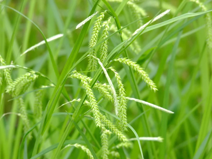 Carex prasina image