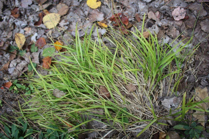 Carex projecta image