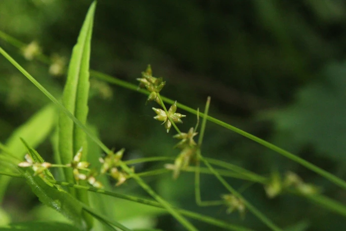 Carex radiata image