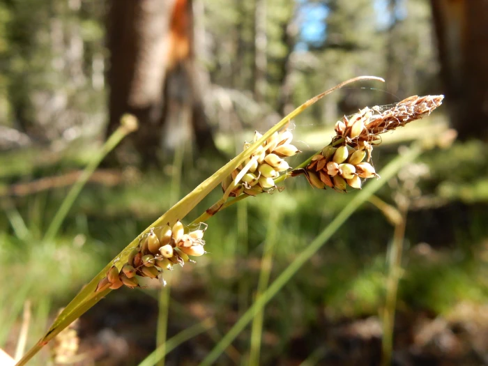 Carex raynoldsii image