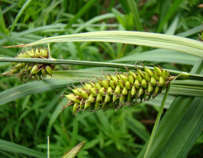 Carex riparia image