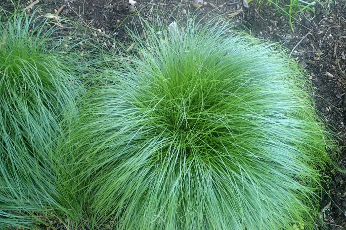 Carex rosea image