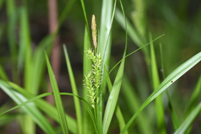 Carex scabrata image