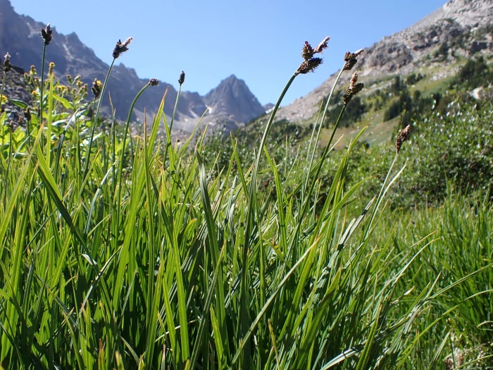 Carex scopulorum image