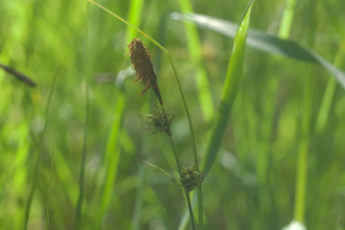 Carex serratodens image