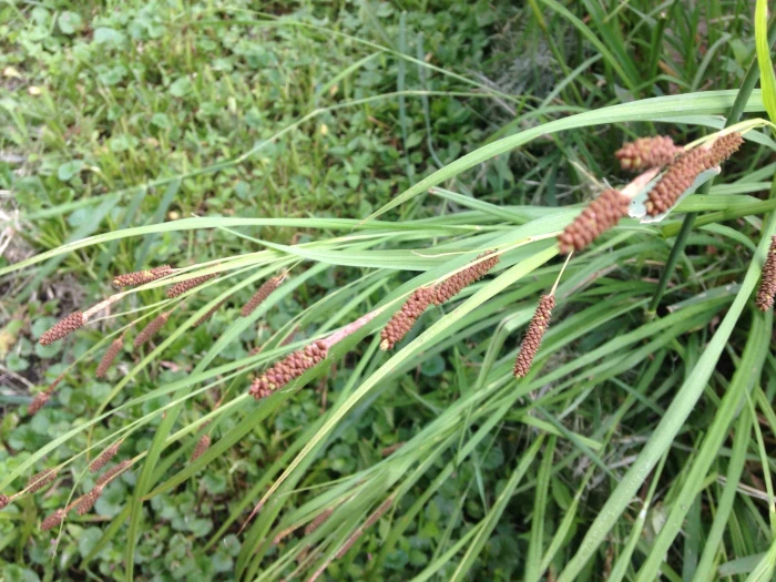 Carex shortiana image
