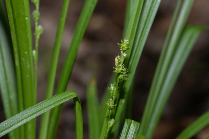 Carex sparganioides image