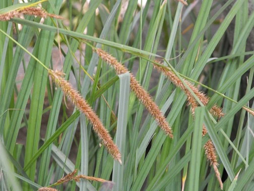 Carex spissa image