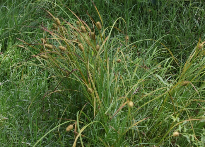 Carex squarrosa image