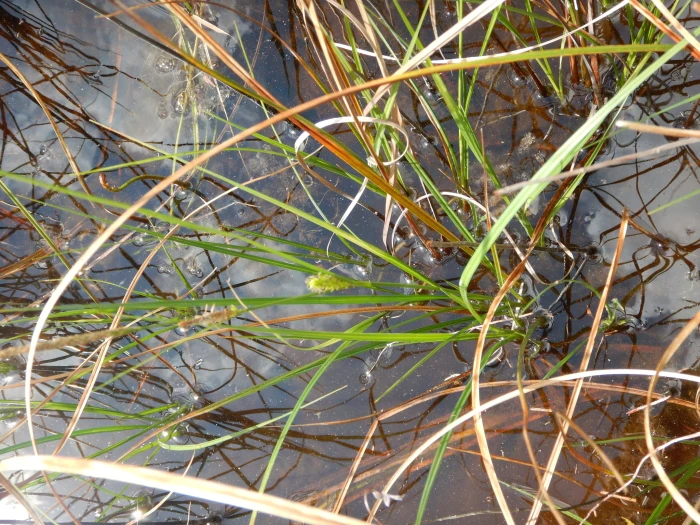 Carex striata image