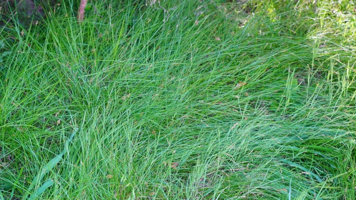 Carex subbracteata image