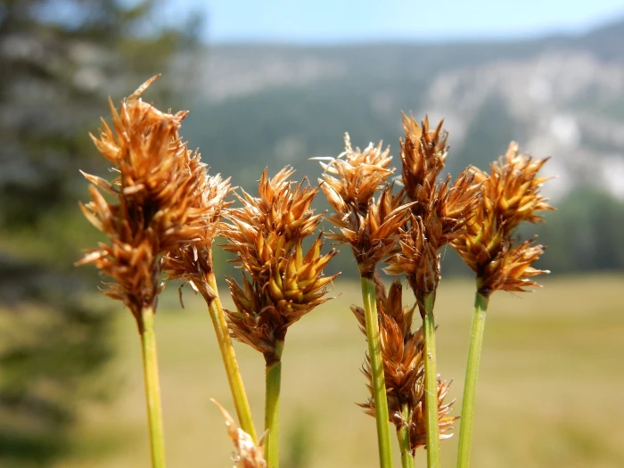 Carex subfusca image