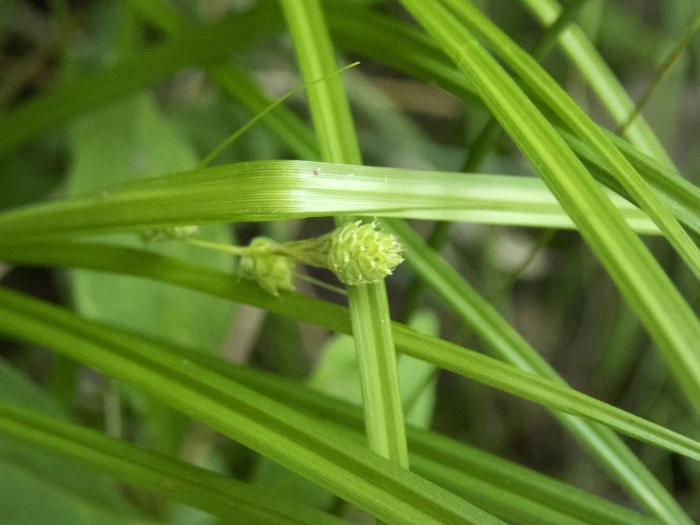 Carex swanii image
