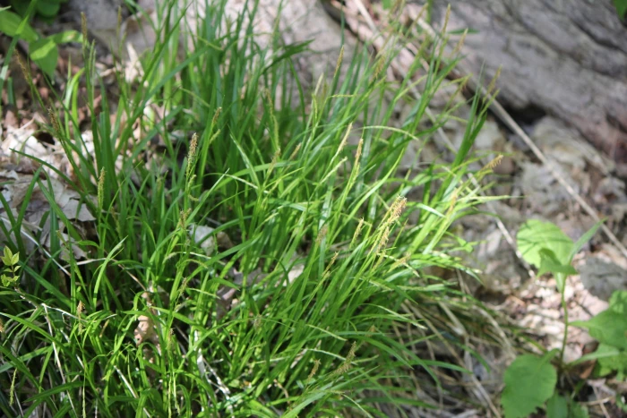 Carex sylvatica image