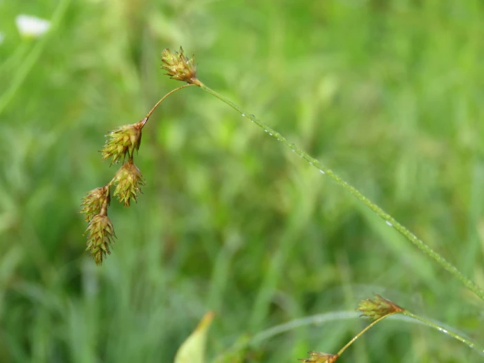 Carex tenera image
