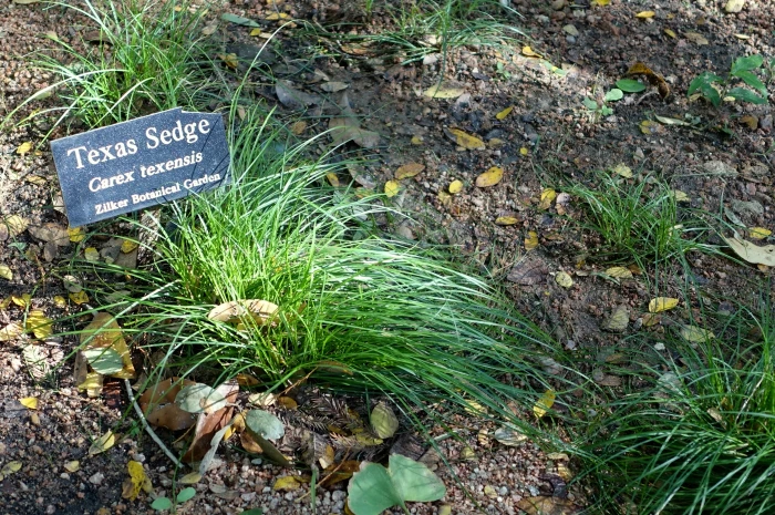 Carex texensis image