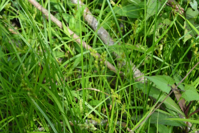 Carex tribuloides image