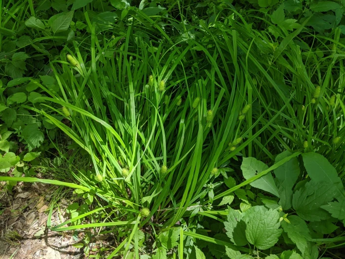 Carex typhina image