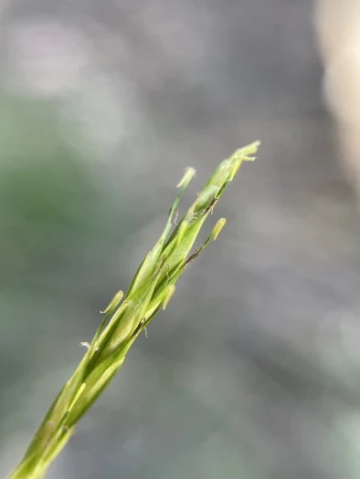 Carex umbricola image
