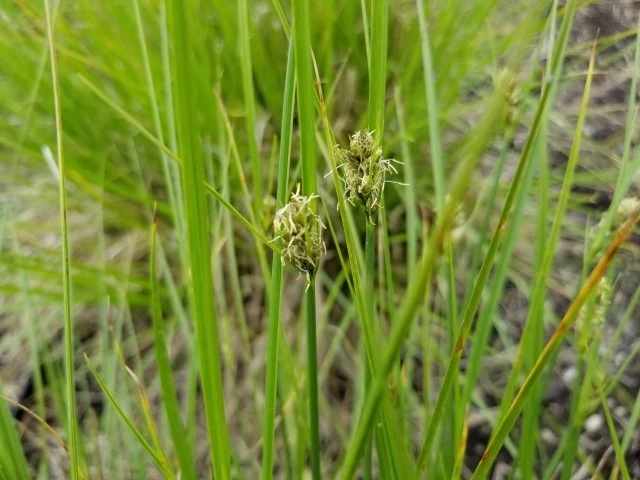 Carex unilateralis image