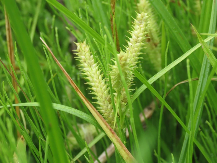 Carex utriculata image