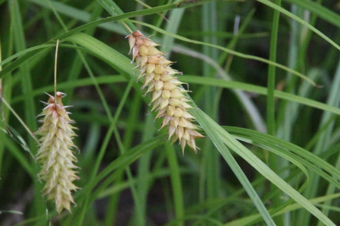 Carex vesicaria image