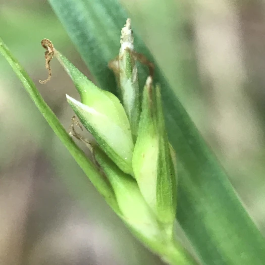 Carex willdenowii image