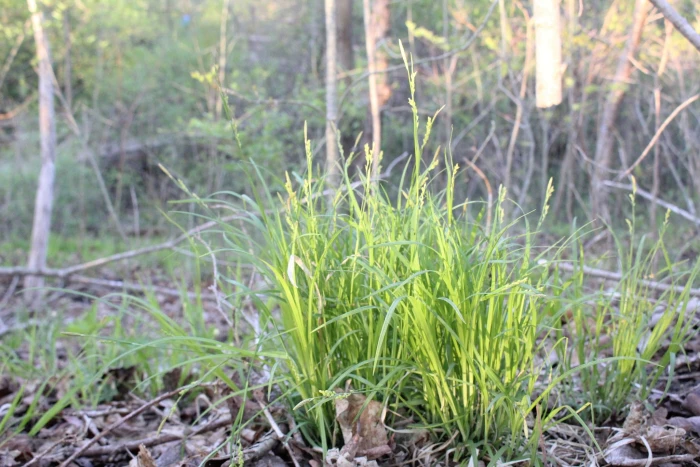 Carex woodii image