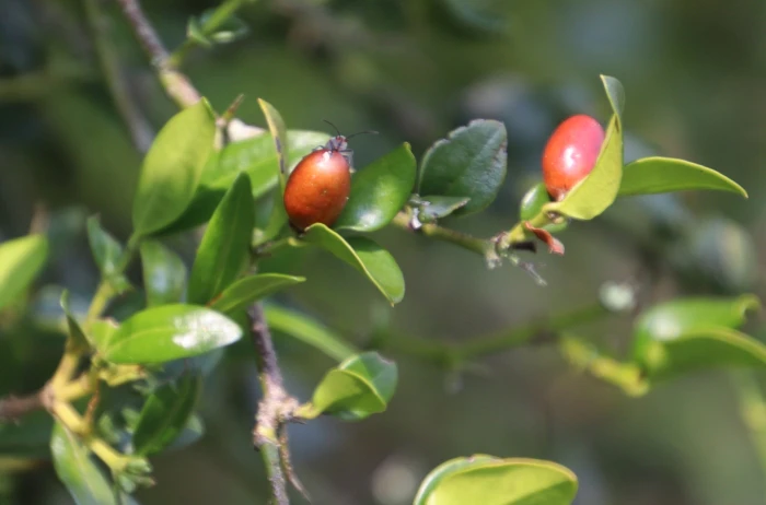 Carissa bispinosa image