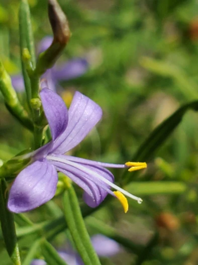Carlowrightia linearifolia image