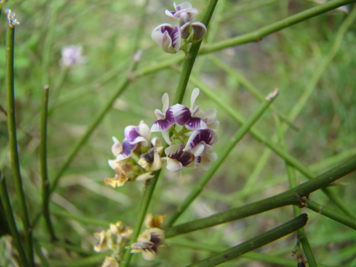 Carmichaelia australis image