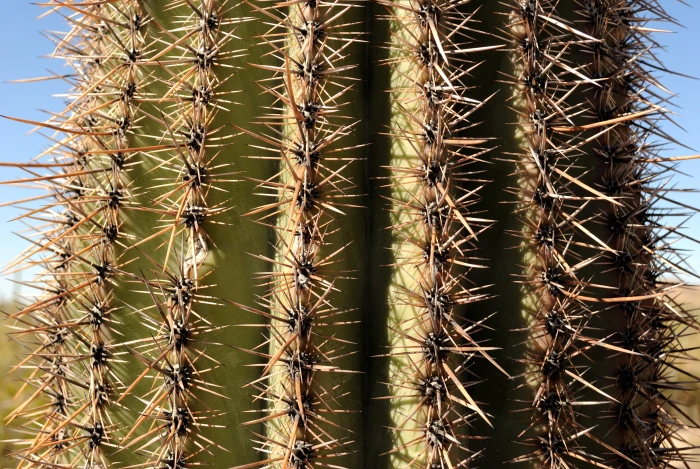 Carnegiea gigantea image