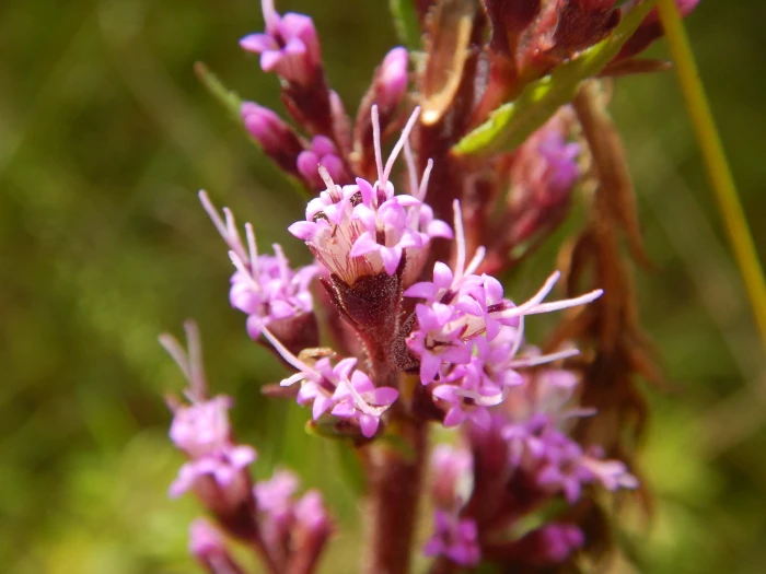 Carphephorus paniculatus image
