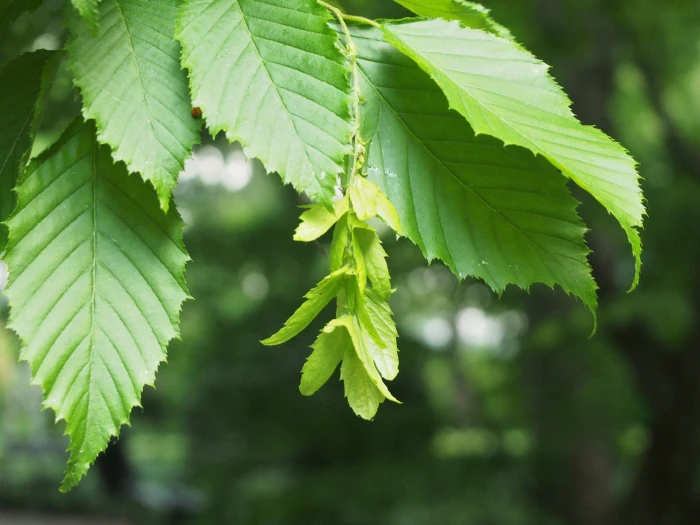 Carpinus caroliniana image