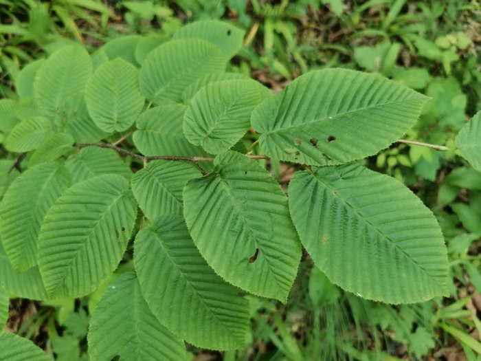 Carpinus cordata image