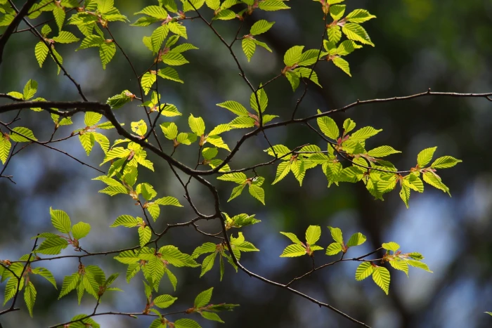 Carpinus laxiflora image