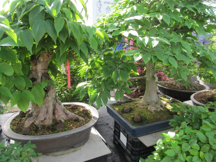 Carpinus turczaninovii image