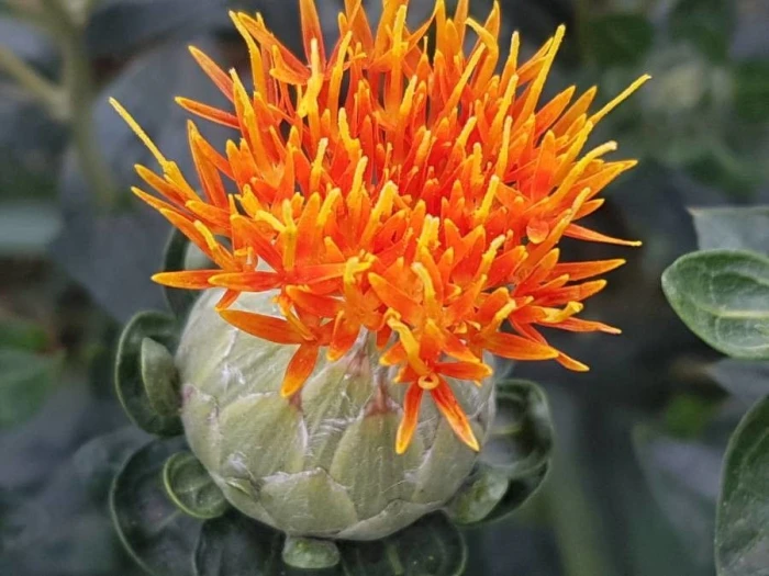 Carthamus tinctorius image
