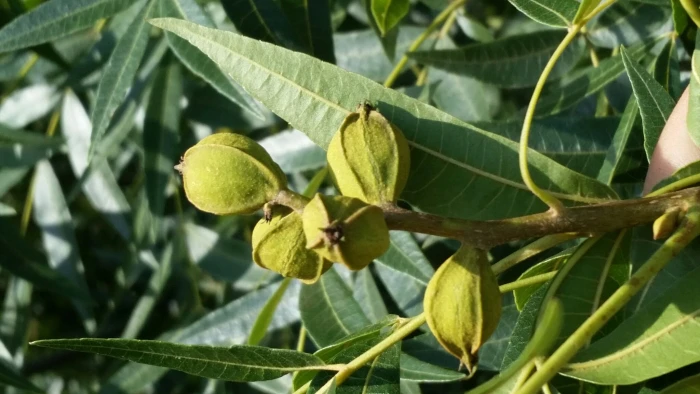 Carya aquatica image